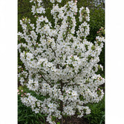 5ft 'Red Sentinel' Crabapple Tree | 9L Pot  | 2 Years Old